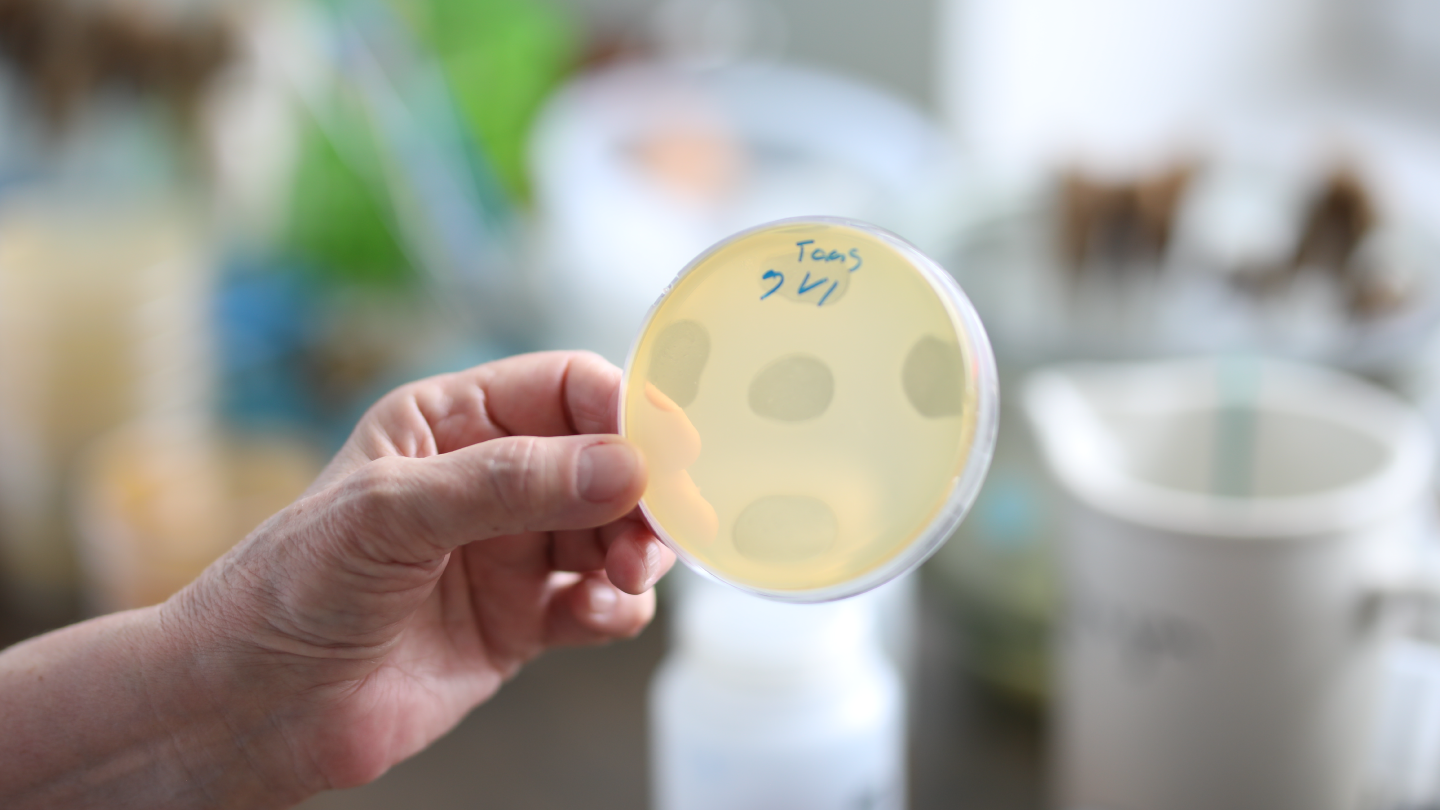 BBC: Viruses that can save human lives