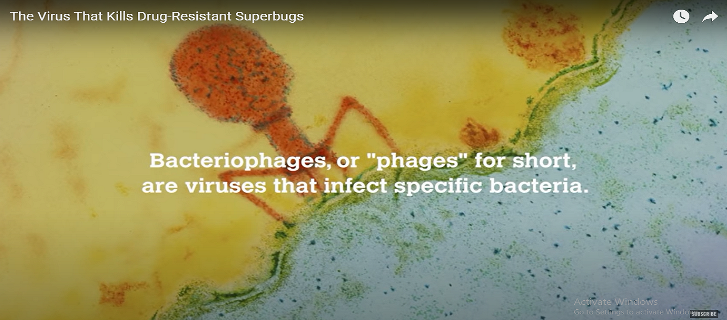 The Virus That Kills Drug-Resistant Superbugs